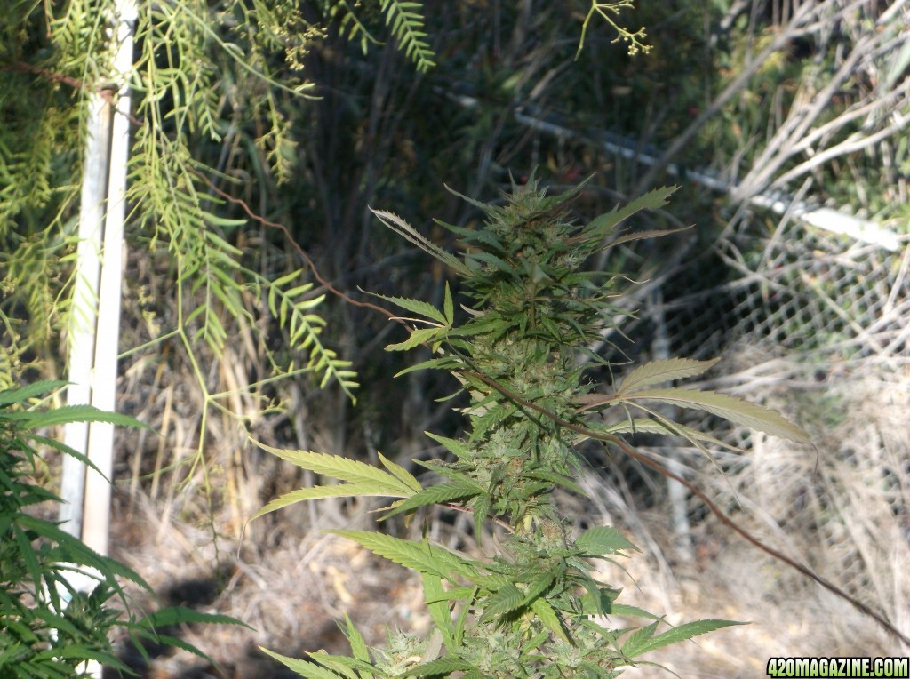 Buds Around The Yard