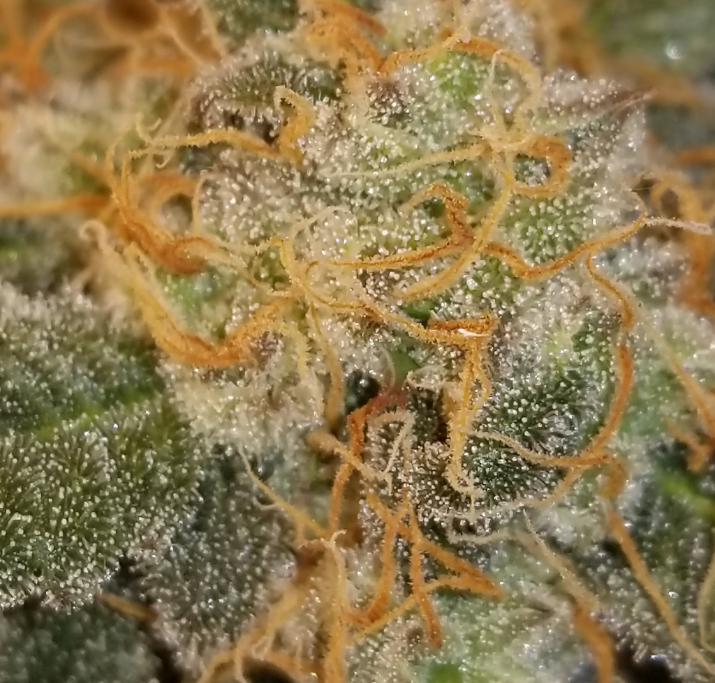 buds closeup