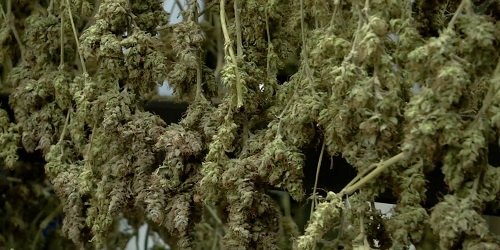 buds drying