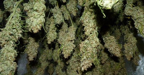 buds drying