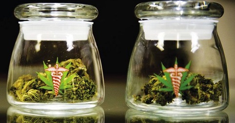 buds in jars