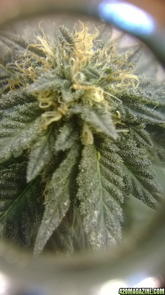 budz x30 zoom