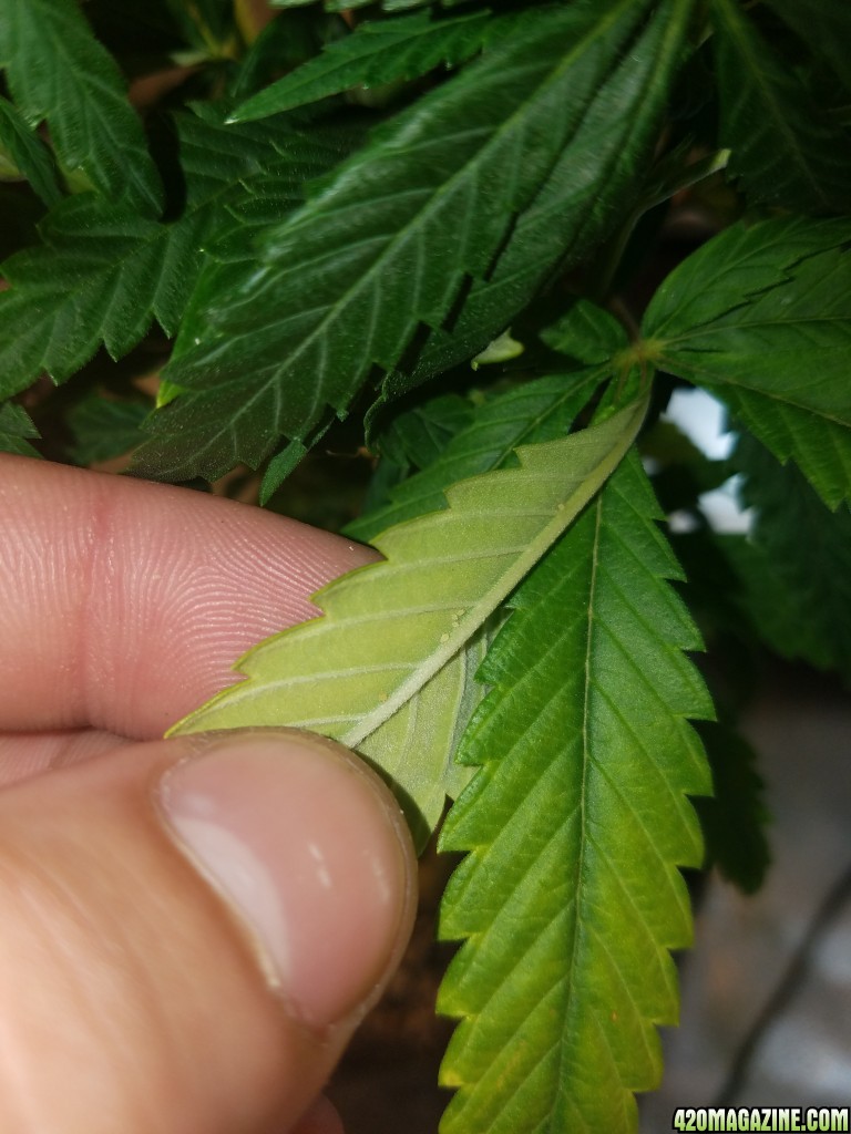 Bugs under leaves