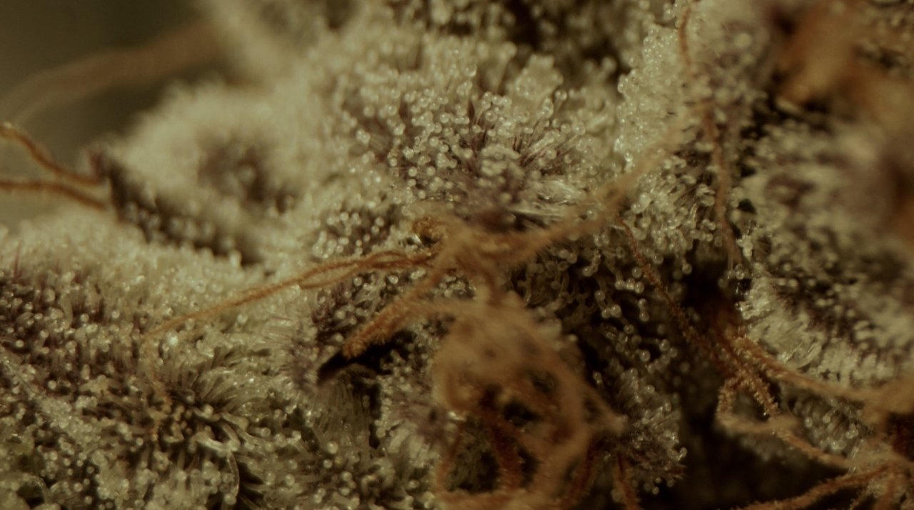 Bulbous trichome heads not collapsed