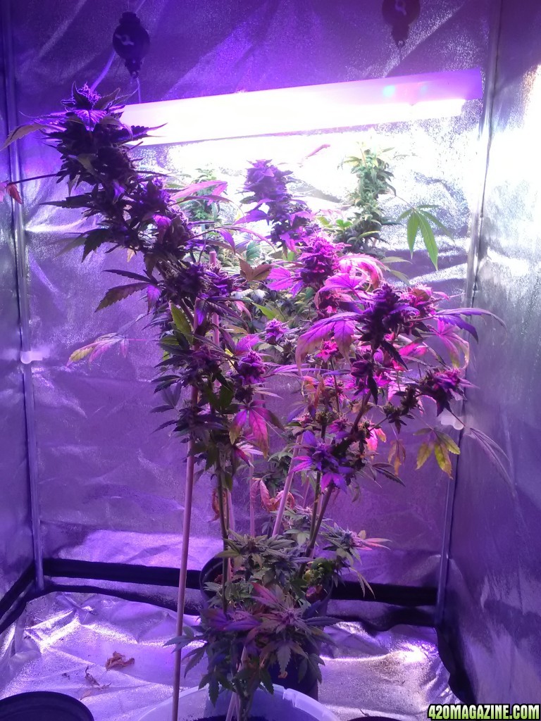 Bulk Seed Bank Northern Light Feminised.