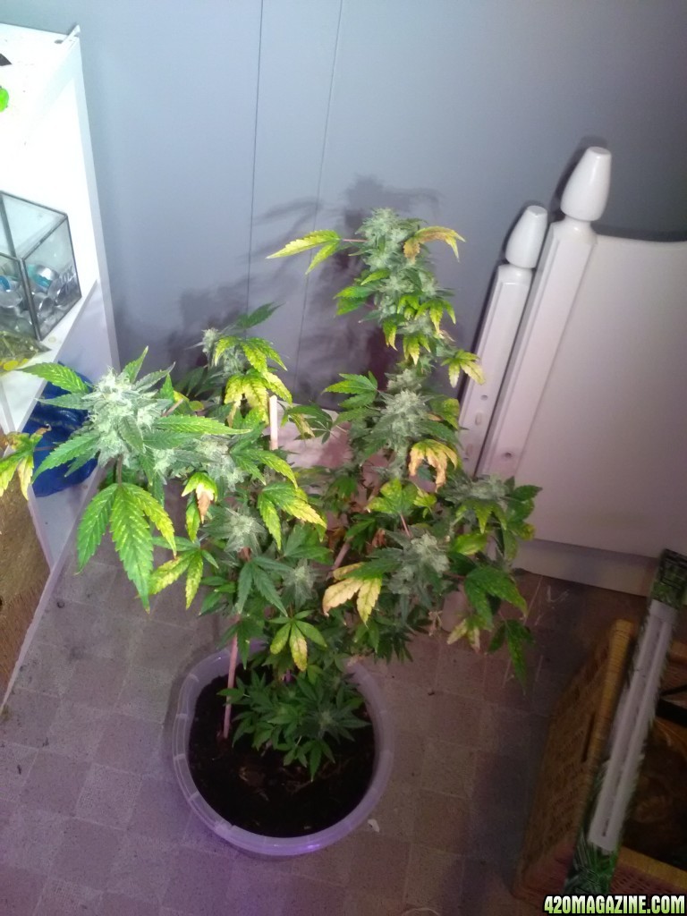 Bulk Seed Bank Northern Light Feminised.