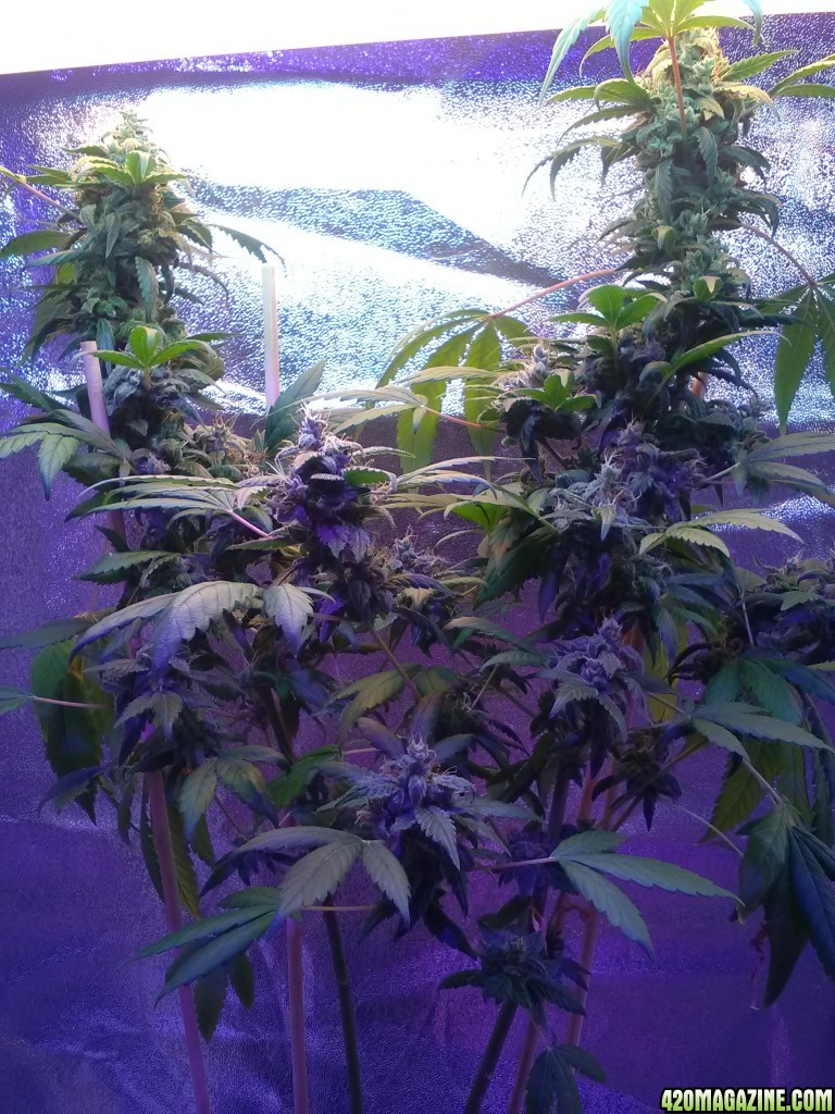 Bulk Seed Bank Northern Light Feminised.