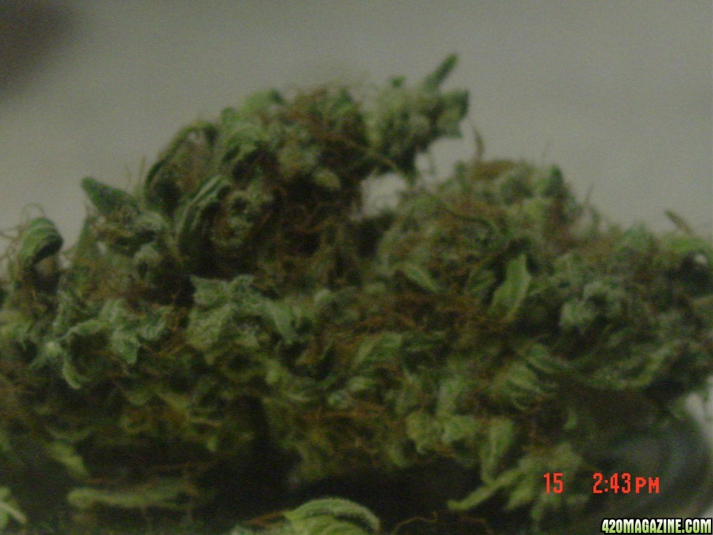 burmese kush