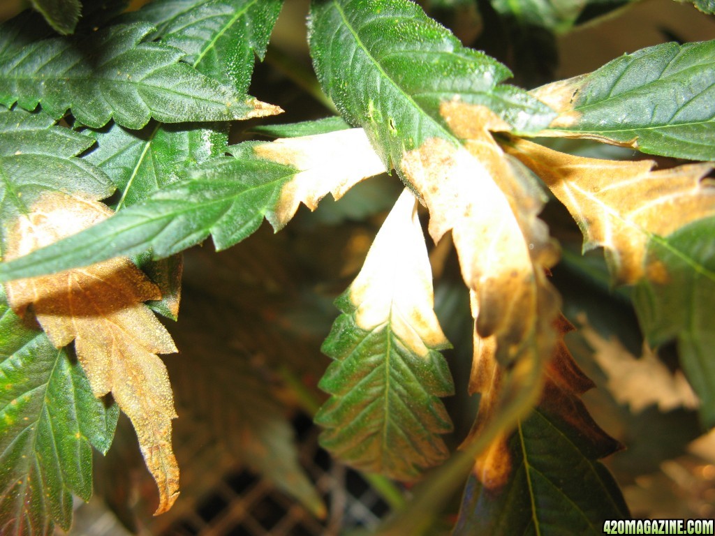 Burned leaves