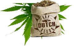 Buy Dutch Seeds