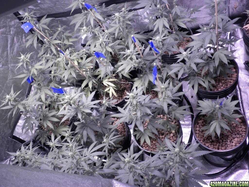 bw-pe 2.5 weeks