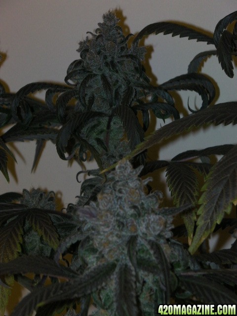 BWC's FLO (DJ Short genetics) Close Up