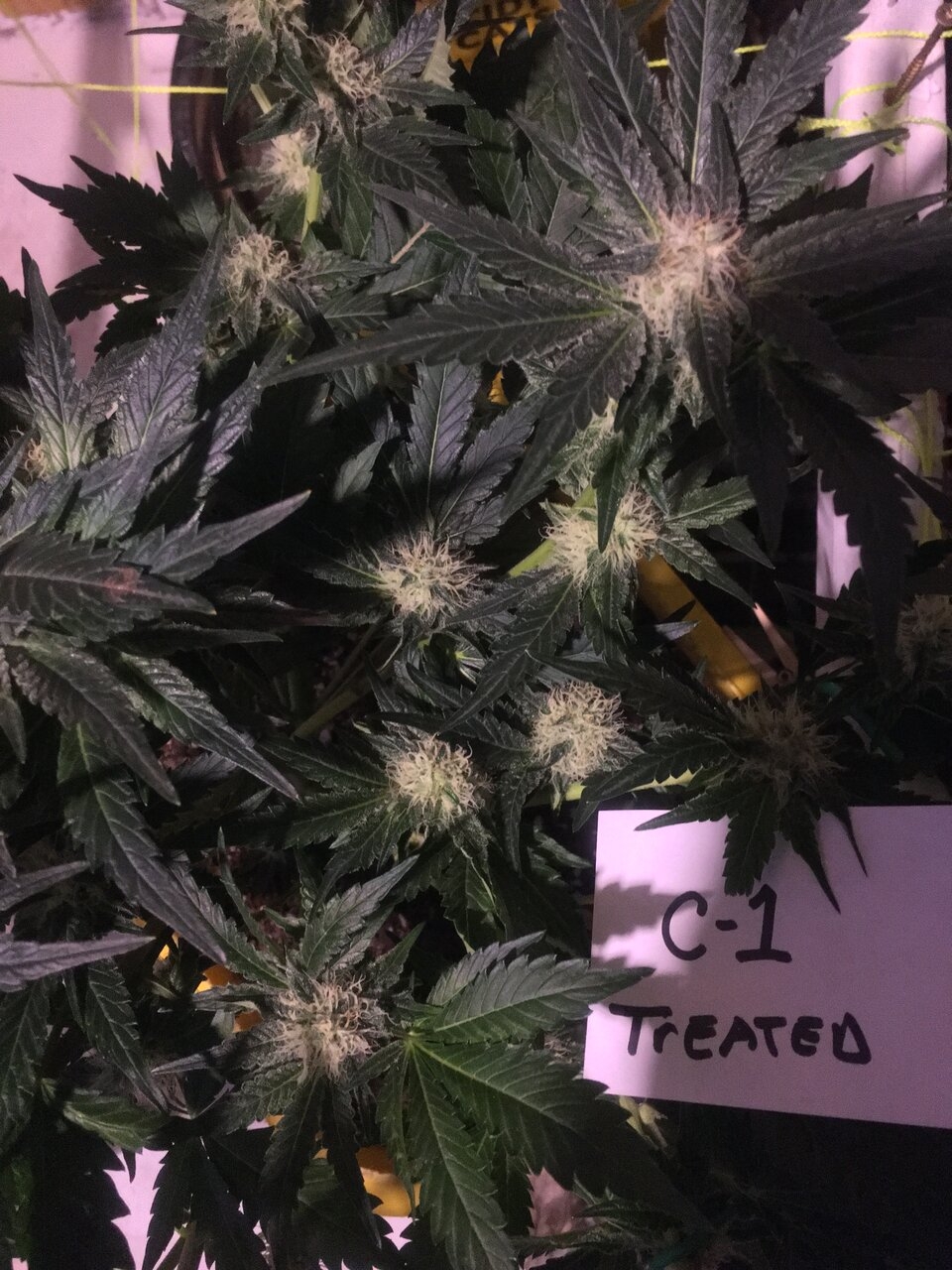 C#1 Cali Orange Clone