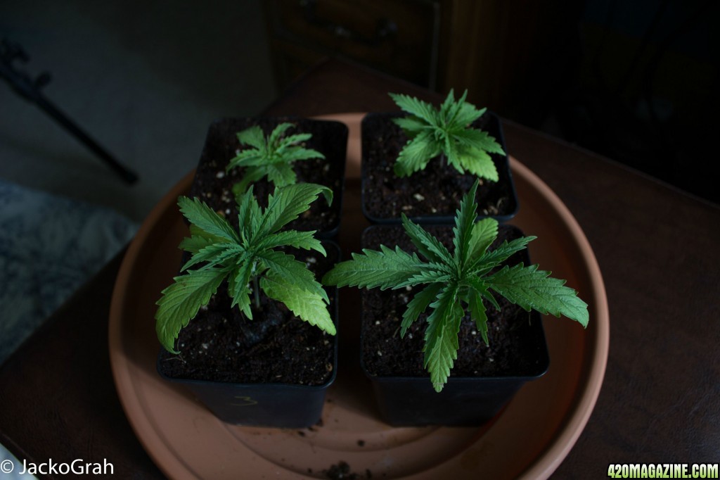 C99 Closet Grow