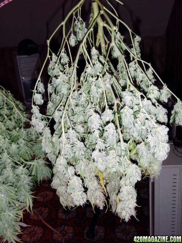 C99 harvest