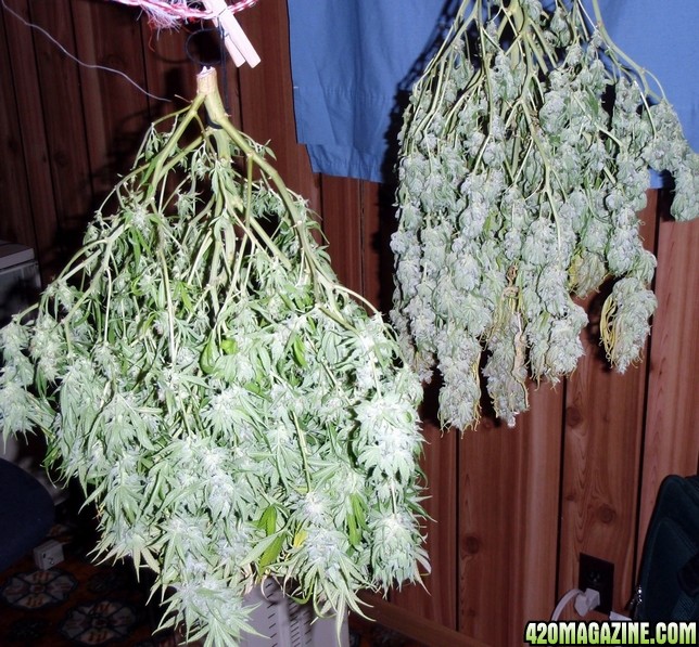 C99 harvest