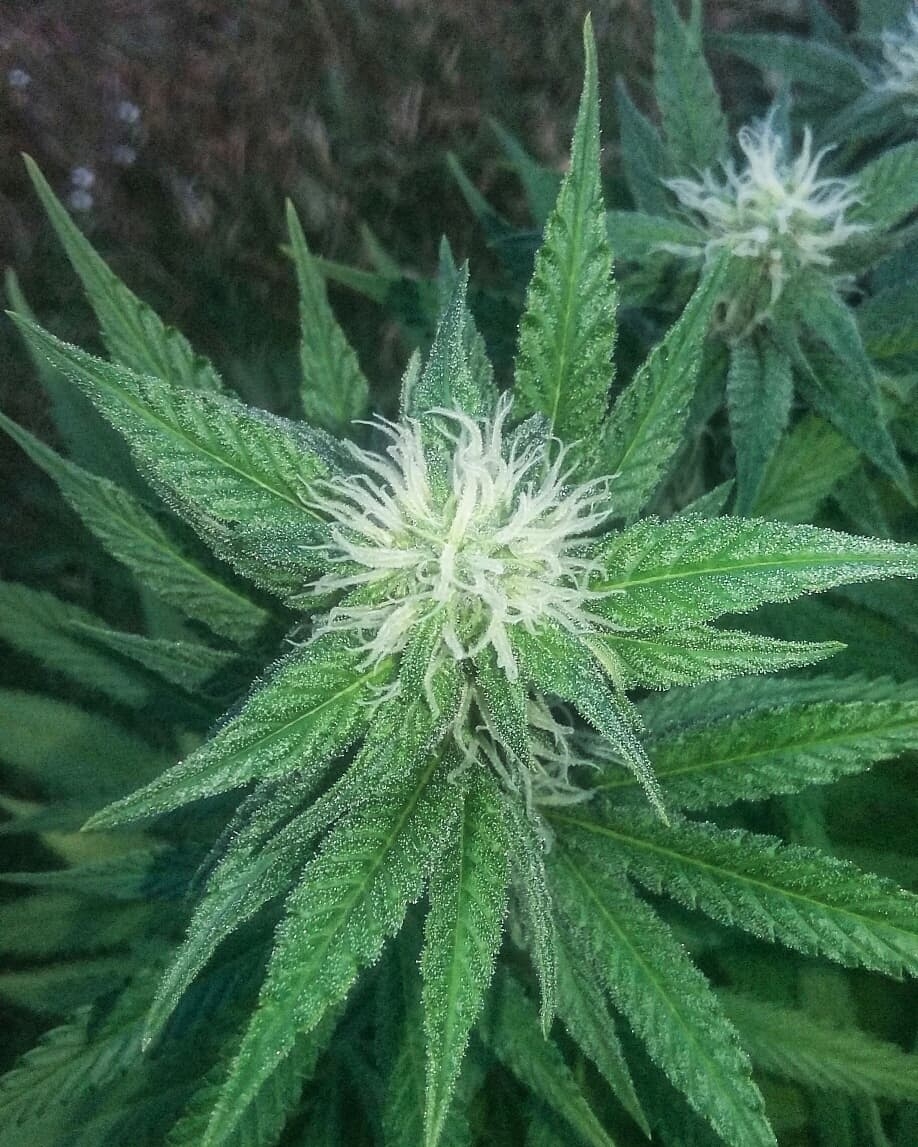 C99 x BB #2 frost beginnings