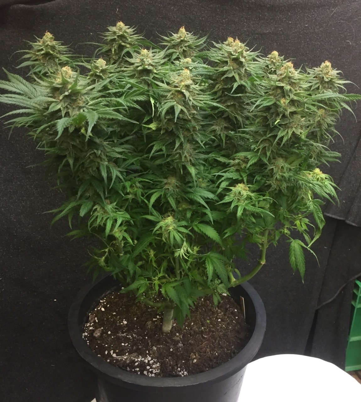 C99 x Blueberry day 71