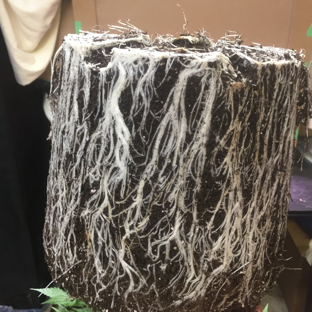 C99 x Blueberry roots