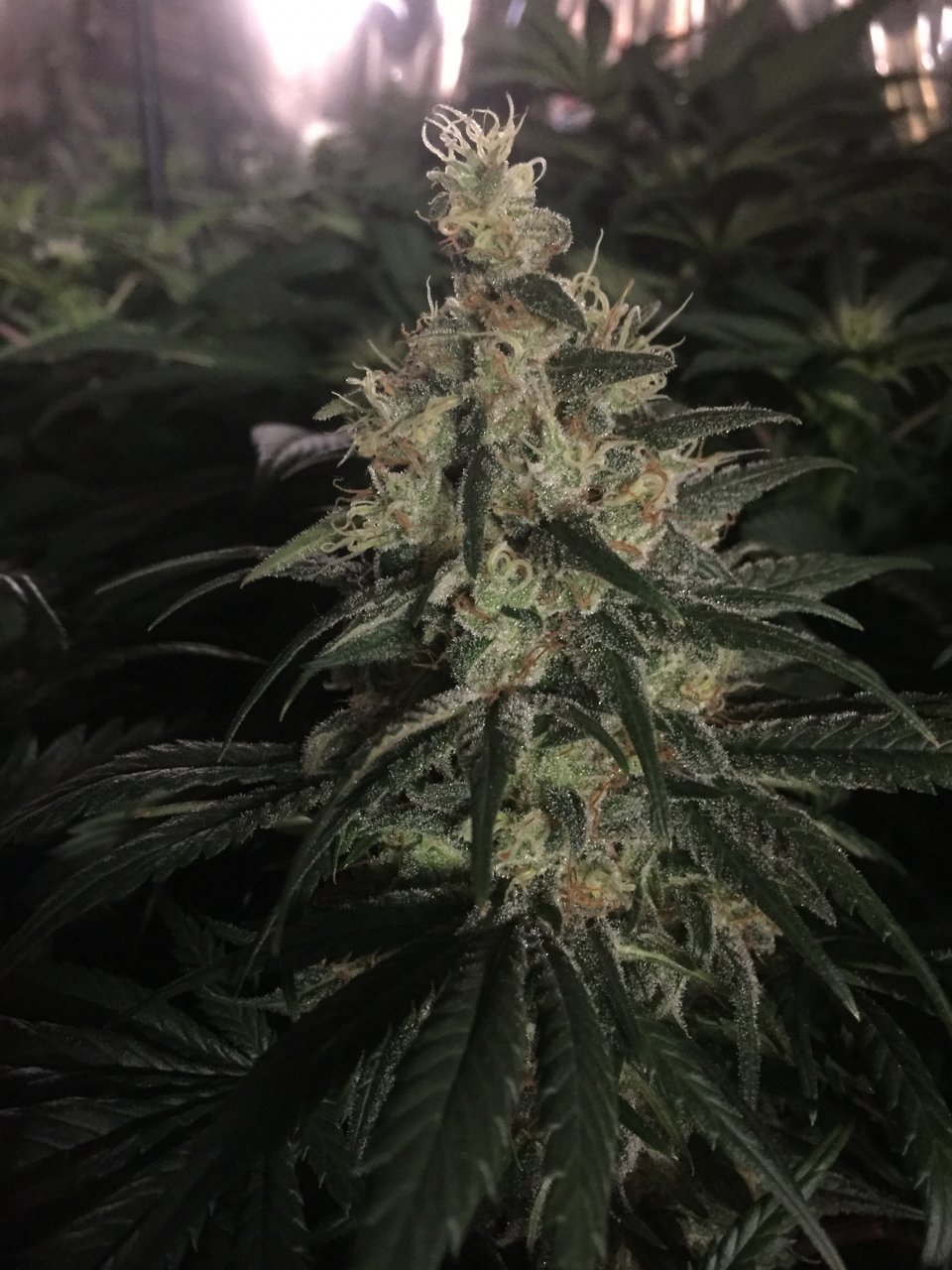 C99 x Blueberry x Fast