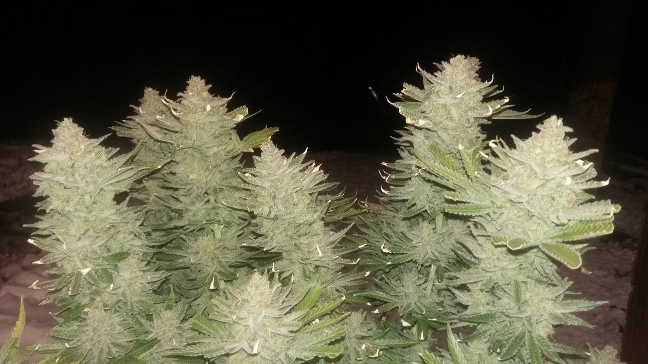 C99 x blueberry