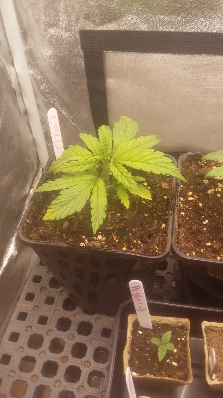 C99xBB #2 before topping