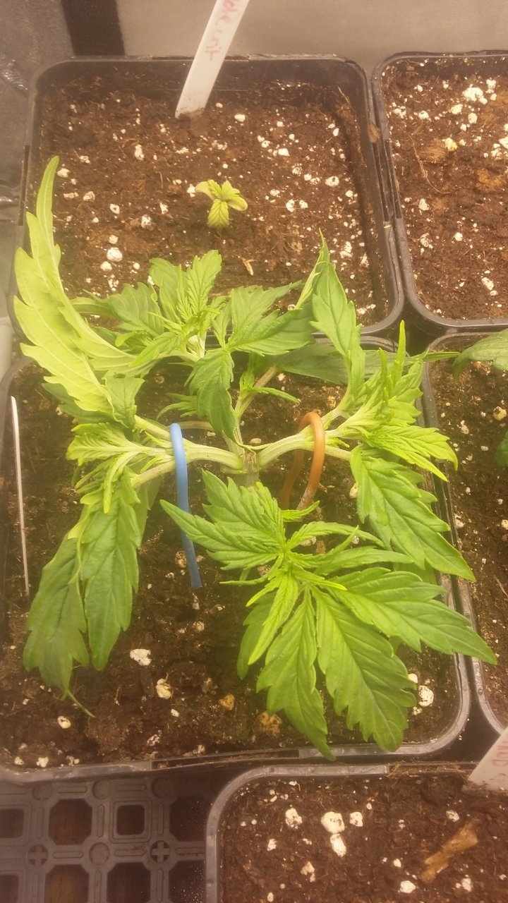 C99xBlueberry #1 stripped