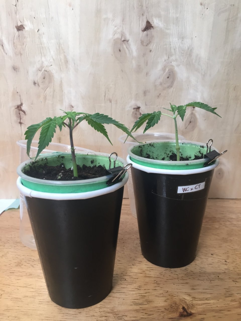 C99xBlueberry & WCxCT clones