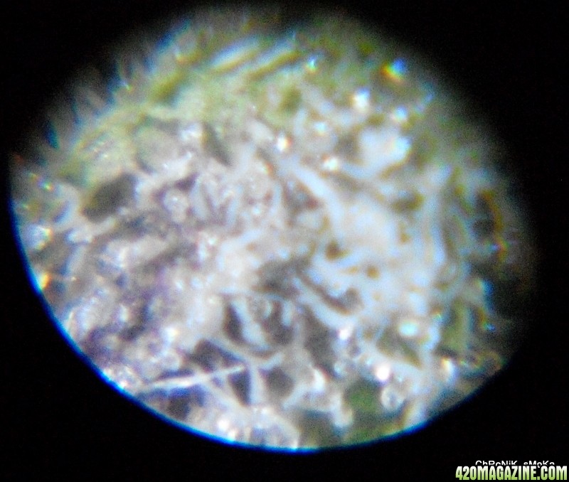 c99xpurps trichomes