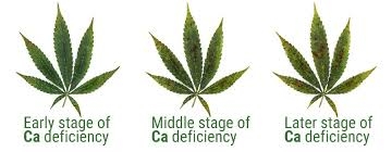 ca deficiency.jpg