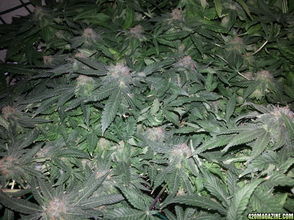 Caboose 50th day of flowering