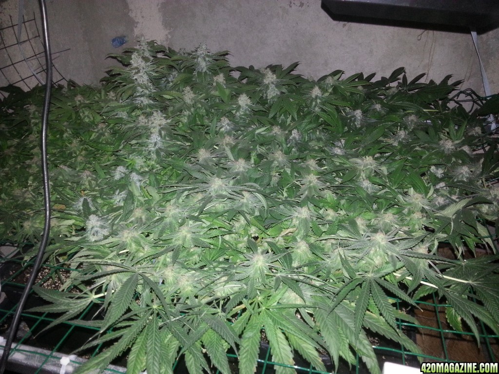 Caboose 50th day of flowering