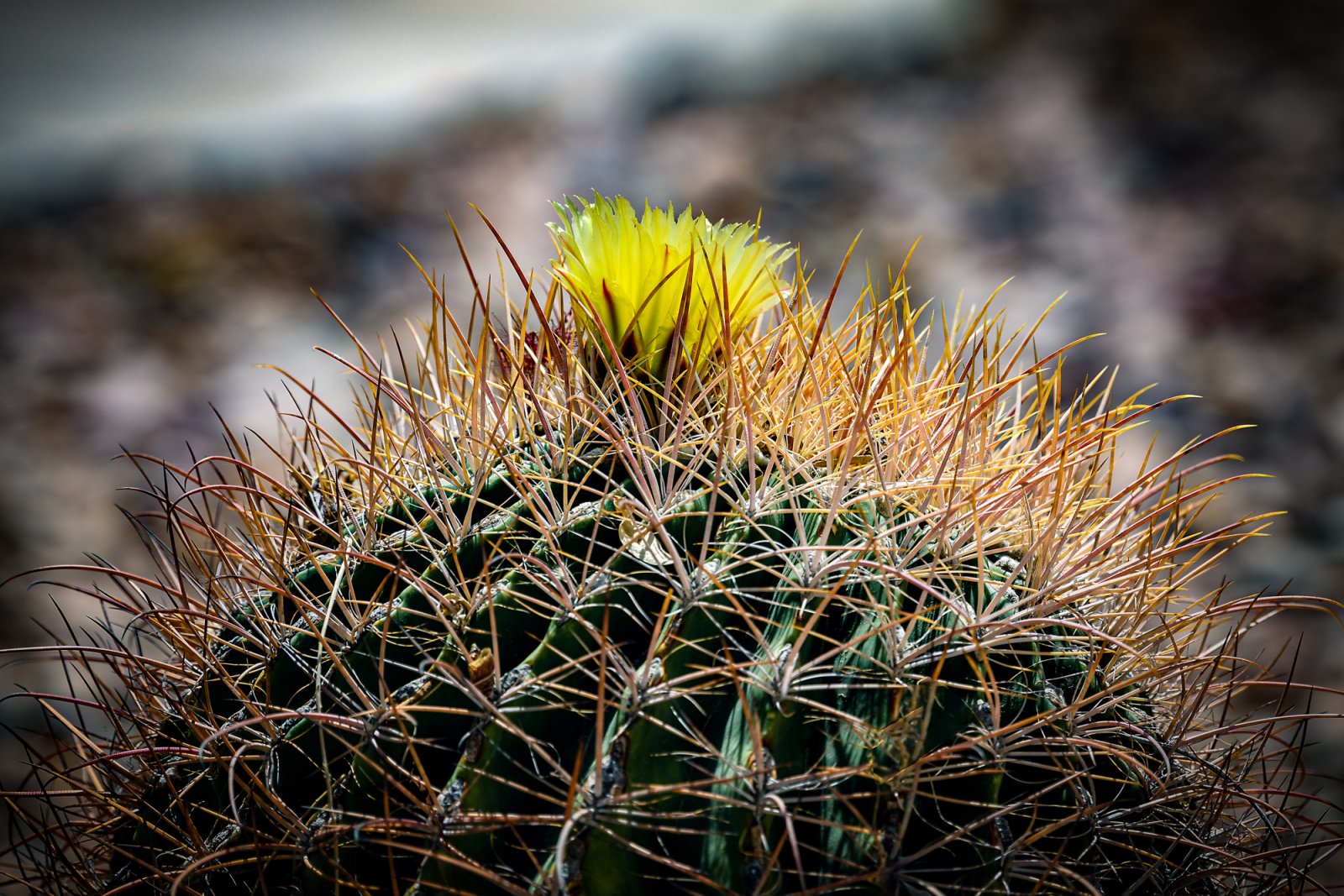 Cactus Flower small-4.jpg