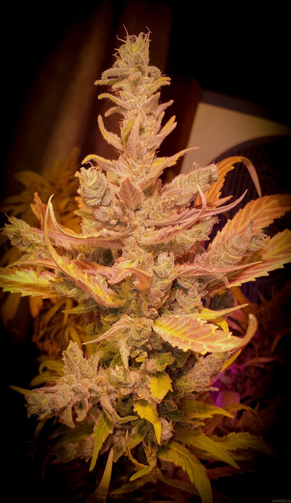 Cafe Racer by Blimburn Seeds - Goal.jpeg