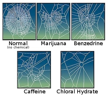 CaffeinatedSpider.jpg