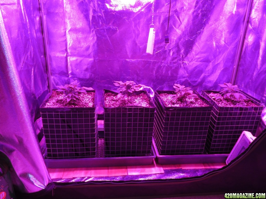 Caged Grow Bags