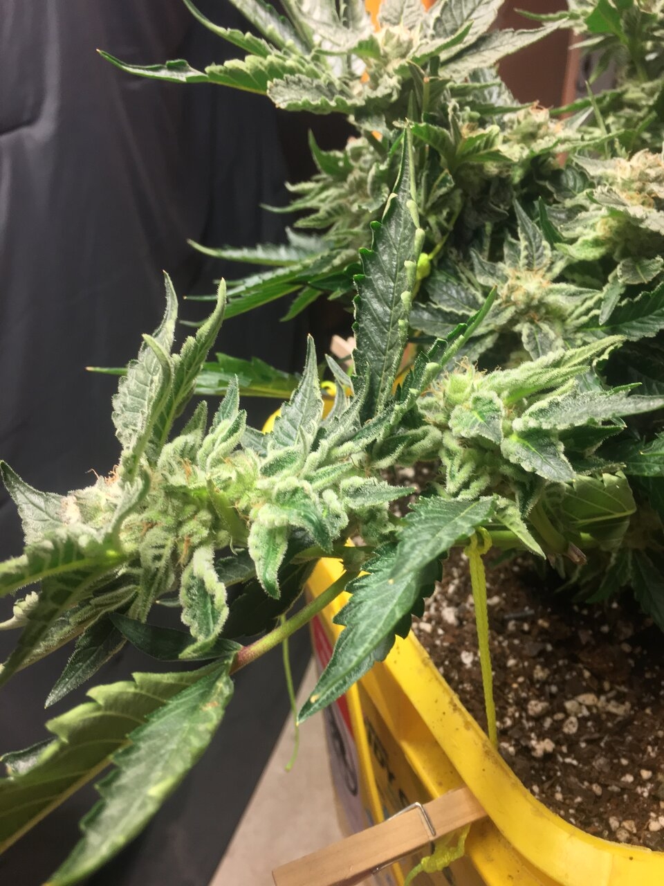 Cali clone flower day 46