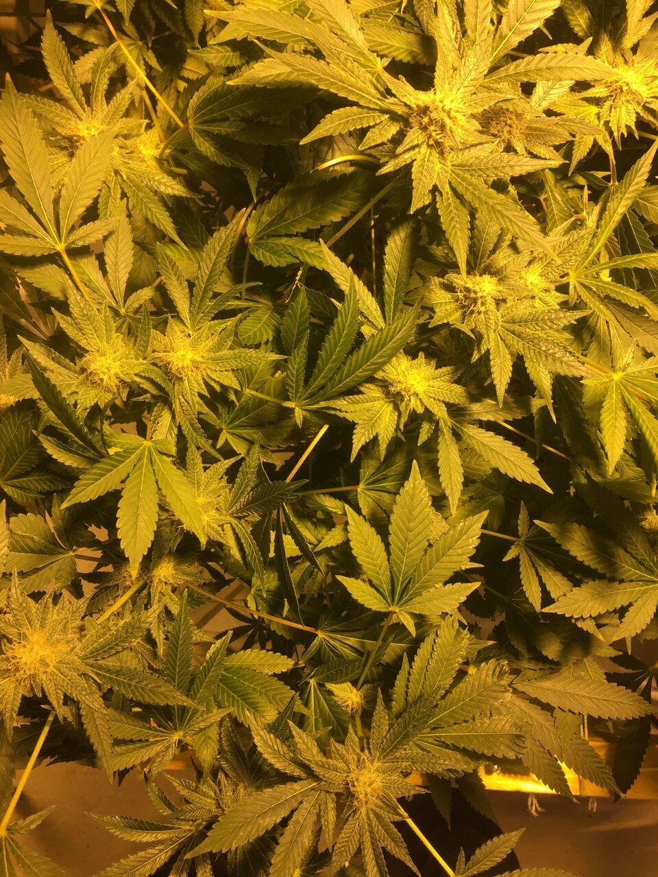 Cali O #1 Flower Day #36