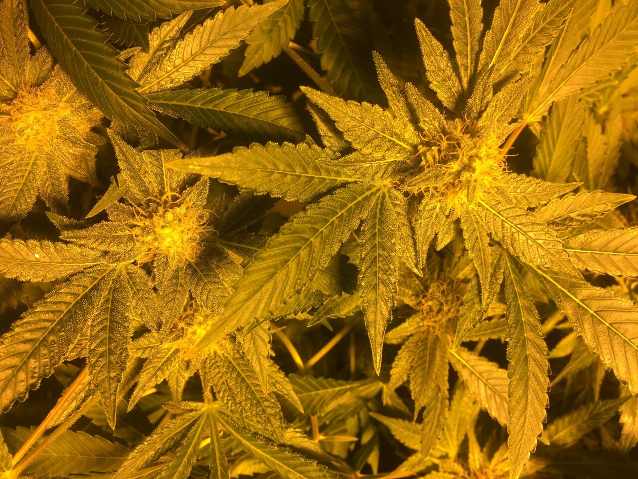 Cali O #1 Flower Day #36