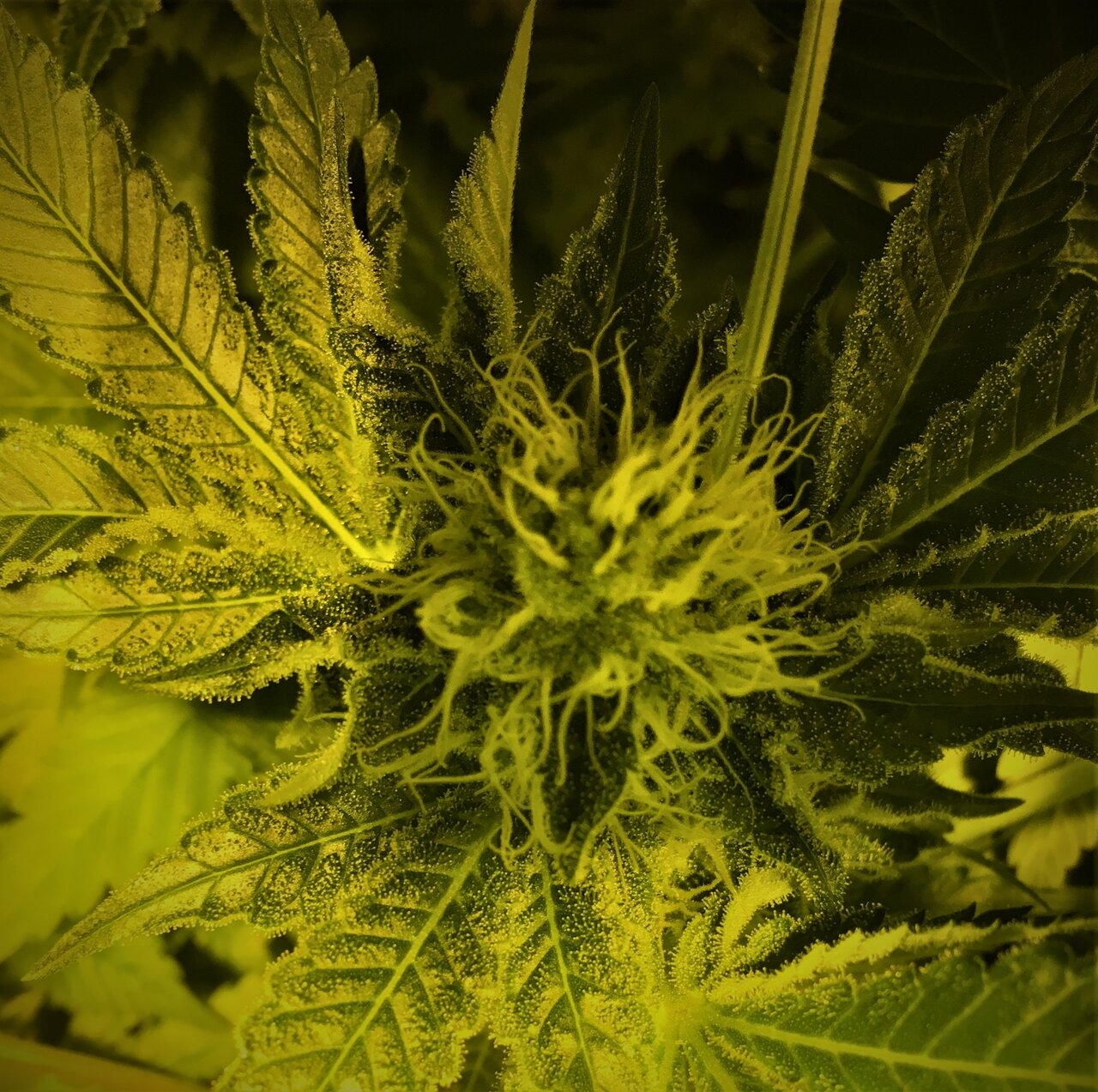 Cali O #1 Flower Day #37