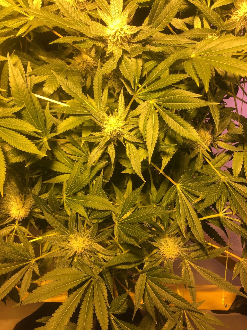 Cali O #2 Flower Day #36