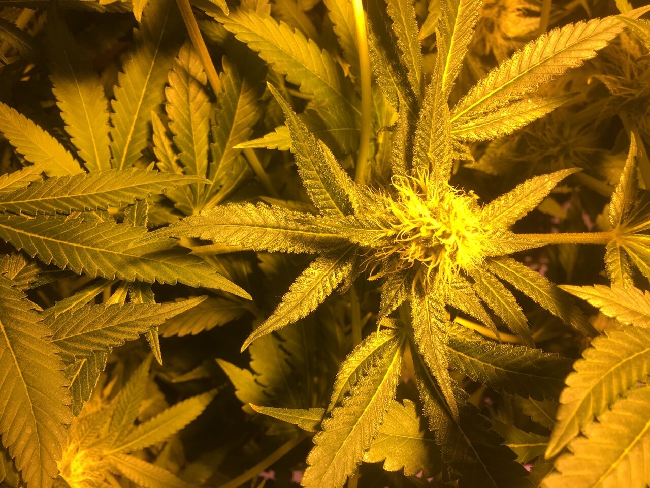 Cali O #2 Flower Day #36