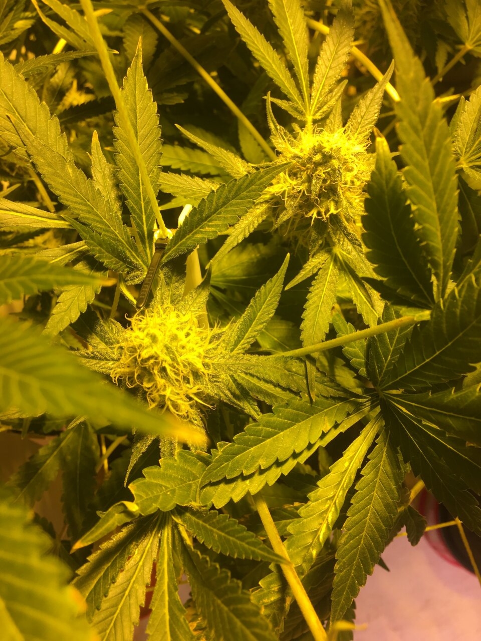 Cali Orange #2 Flower Day #50  AKA Fuzzy