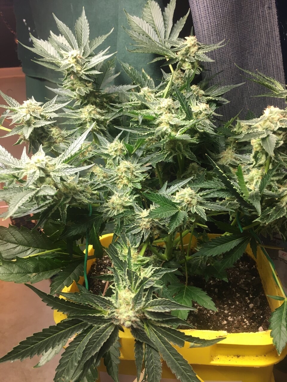 Cali Orange clone flower day 46