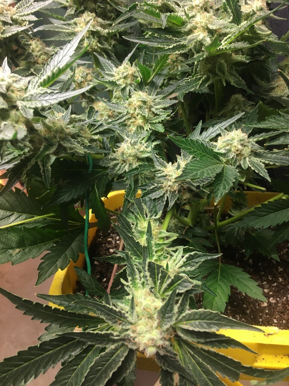 Cali Orange clone Flower Day 46