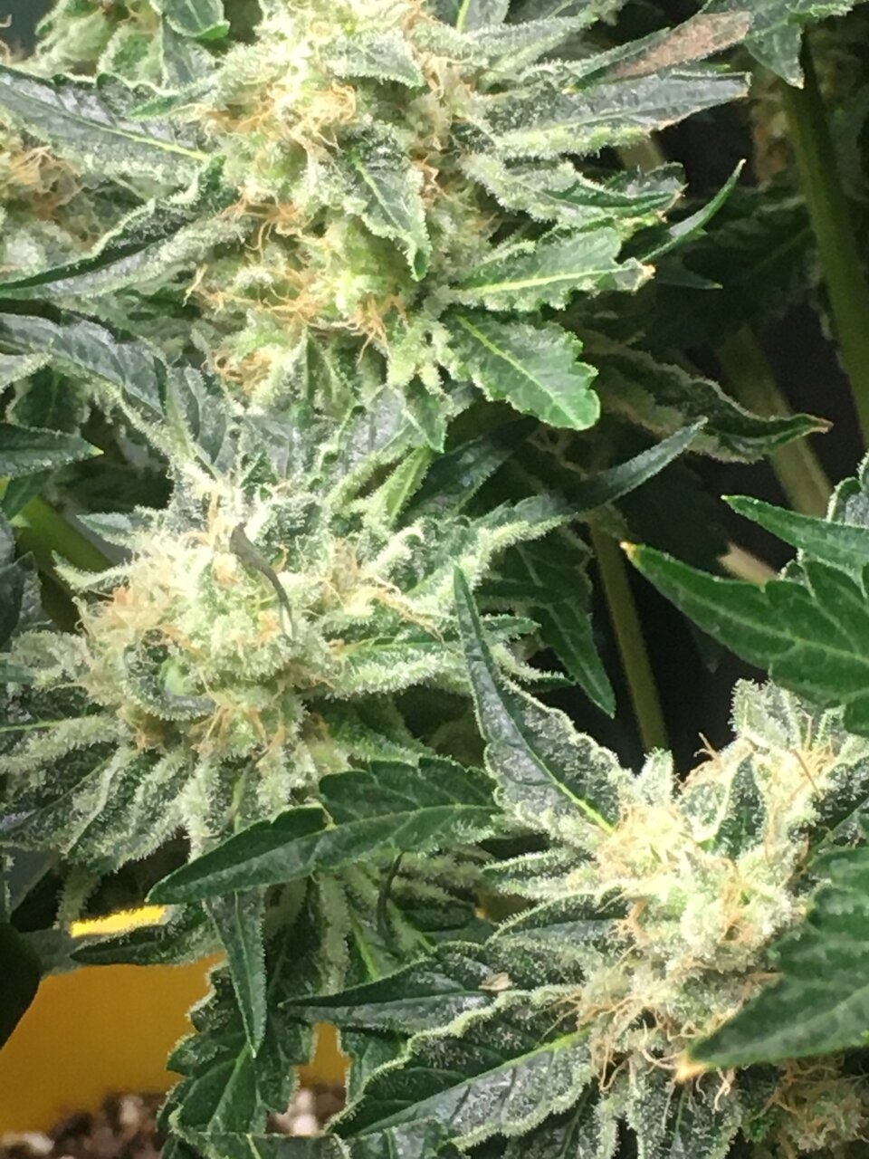 Cali Orange clone Flower Day 46