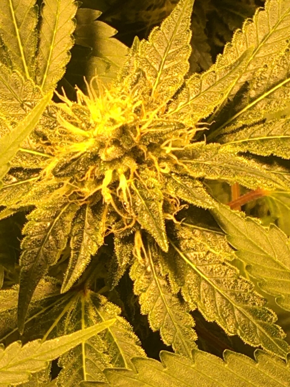 Cali Orange Clone