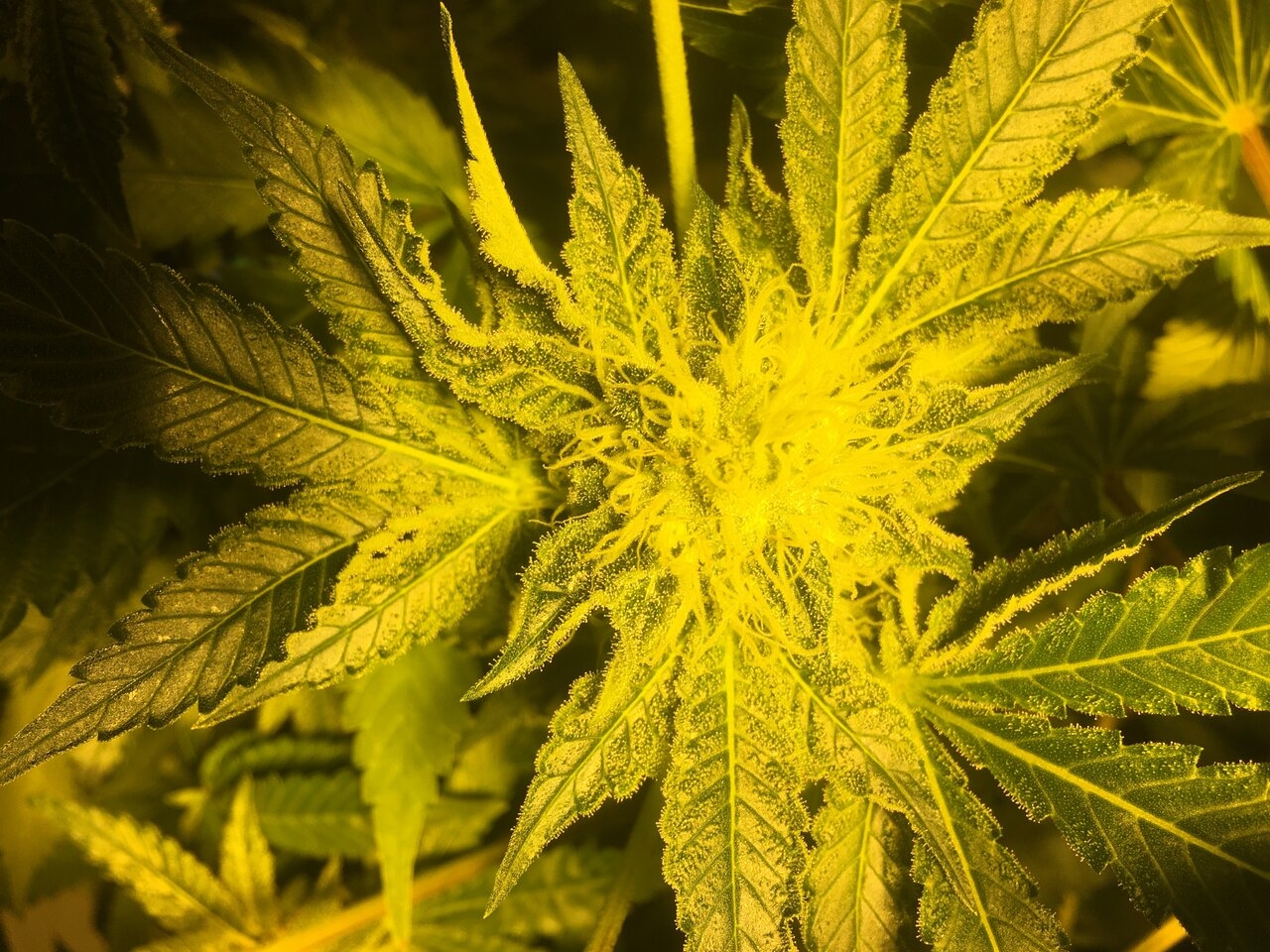 Cali Orange Flower Day #37