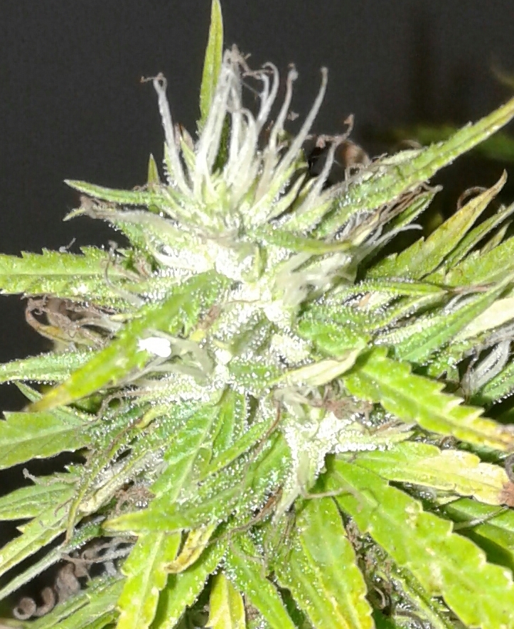 Cali Orange Super Lemon Haze bud cose.jpg