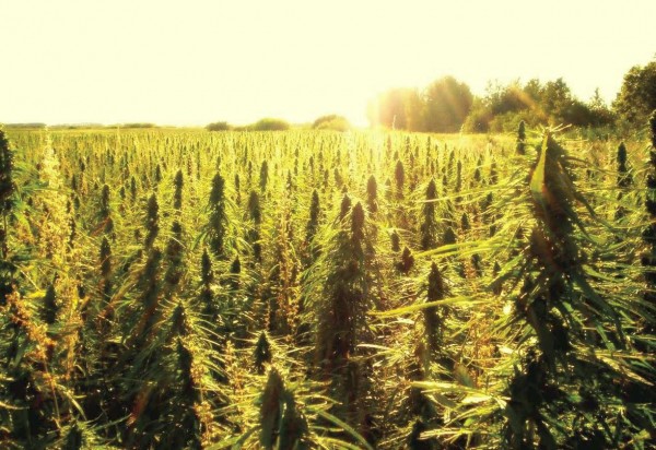 California Sunrise Over Hemp Field